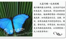 描写蝴蝶的一段话