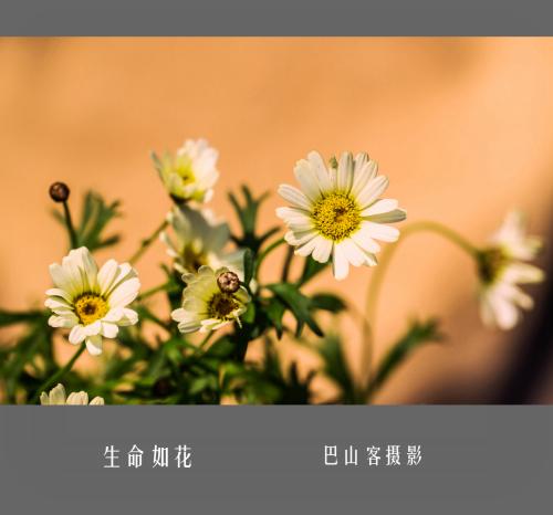 人生如花