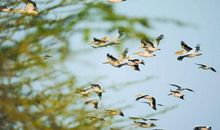 马尼里乌斯名言