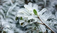 描写冬天植物的句子