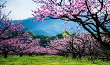 描写桃花林美景的句子