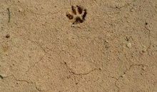 韩少功：疑似脚印