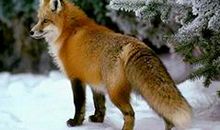 《再被狐狸骗一次》读后感