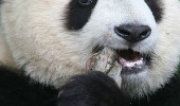 刘心武:快把好话说出口