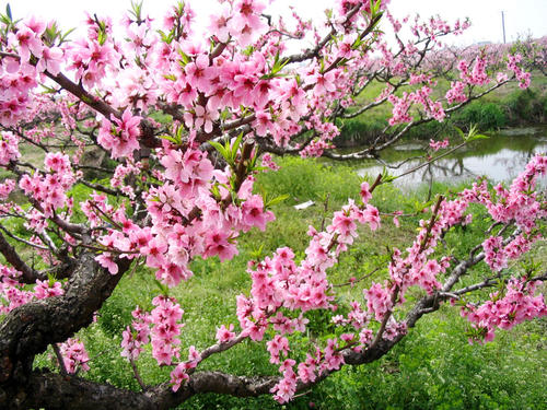 桃花是枯草的冠冕，也是你的应许之石