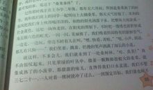 我的小猫作文