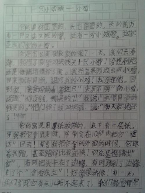 小学作文动物