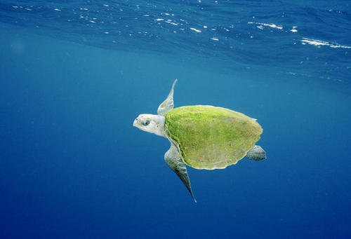 海龟的建议