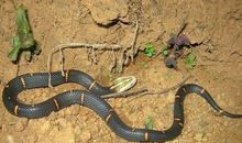 一个人，不能永远在胸中养着一条毒蛇