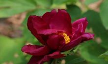 我喜欢牡丹花作文