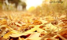 二年级秋天的作文