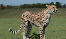 情豹布哈依读后感