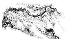 天山向日葵读后感