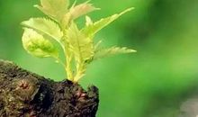 倾听生命读后感