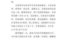 观察含羞草作文