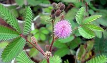 观察含羞草的作文