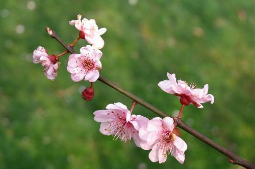 春季赏花构图