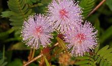 含羞草的发现作文