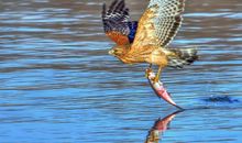 泰戈尔鸟与鱼读后感