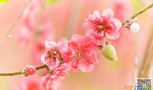 关于春天桃花的作文