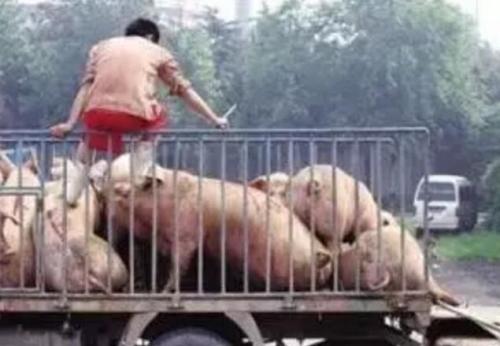 养猪业务