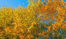 秋天的松树作文