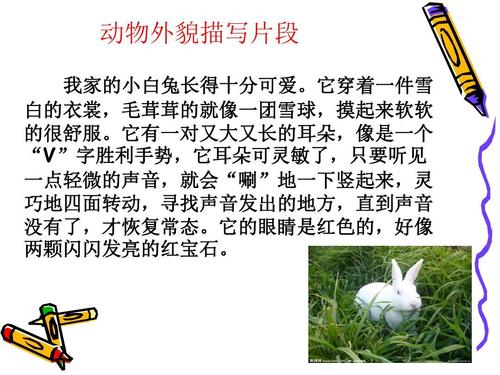 我最喜欢的动物组成
