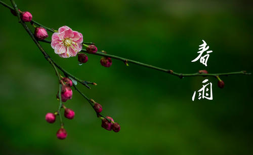 春雨组成