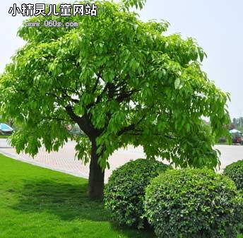 黄觉舒的作文