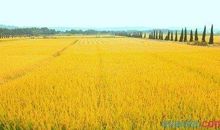 关于秋天田野的作文