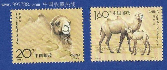 看完野骆驼