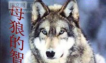 母狼的智慧读后感