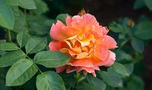 月季花作文500字