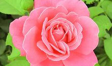 月季花的作文500字