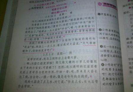 小学观察日记