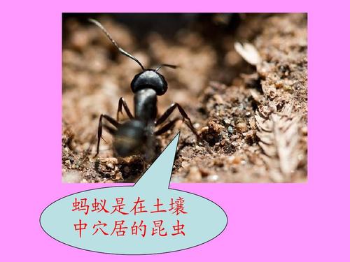 蚂蚁移动的启蒙组成