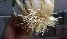 水仙花的观察日记