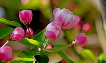 春天是抗争来的