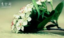 经典语录：爱若难以放手里，何不将它放心里