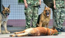 神犬奇兵读后感