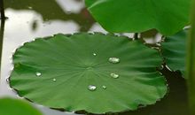 你是我心中的荷叶