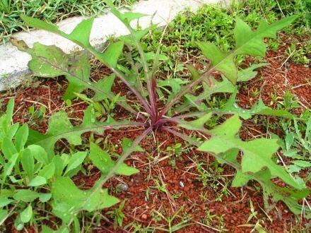 关于故乡野菜的思考