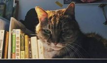 我是父亲的一只猫