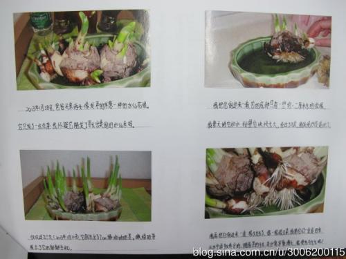 观察日记