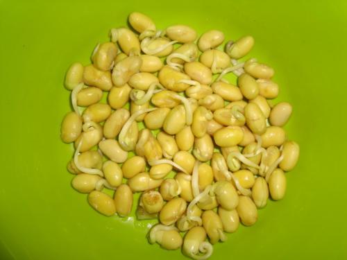 大豆的观察日记