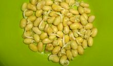 黄豆的观察日记