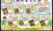 观察植物的日记