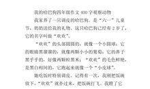 观察小动物的作文400字