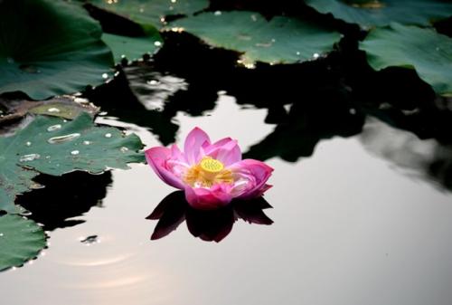 煮花