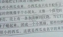 我喜欢的小动物作文300字